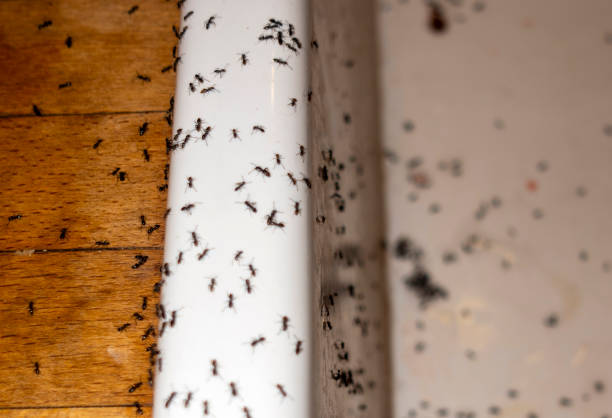Best Pest Removal Services  in Juarez, TX