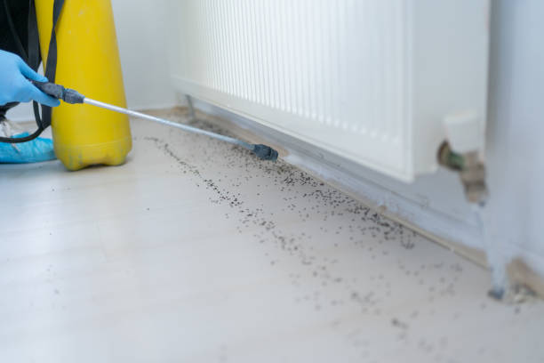 Best Best Pest Control Companies  in Juarez, TX